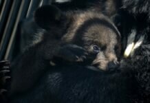 В центре Грозного медвежонок вцепился девушке в подбородок