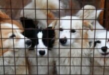 На Чукотке собака насмерть загрызла четырехлетнюю девочку