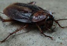 Трехсотлетний таракан произвел фурор в британском архиве