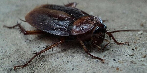 Трехсотлетний таракан произвел фурор в британском архиве0