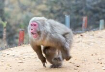 Японская полиция будет отстреливать диких обезьян патронами с транквилизаторами
