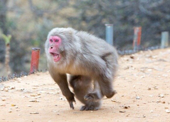 Японская полиция будет отстреливать диких обезьян патронами с транквилизаторами 0