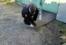 Подозреваемый в убийстве медвежонка признался в расправе над животным