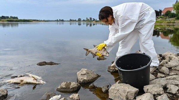 Германия запросила у Польши объяснения причин массовой гибели рыбы в Одере0