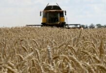Украинским фермерам стало невыгодно выращивать зерно